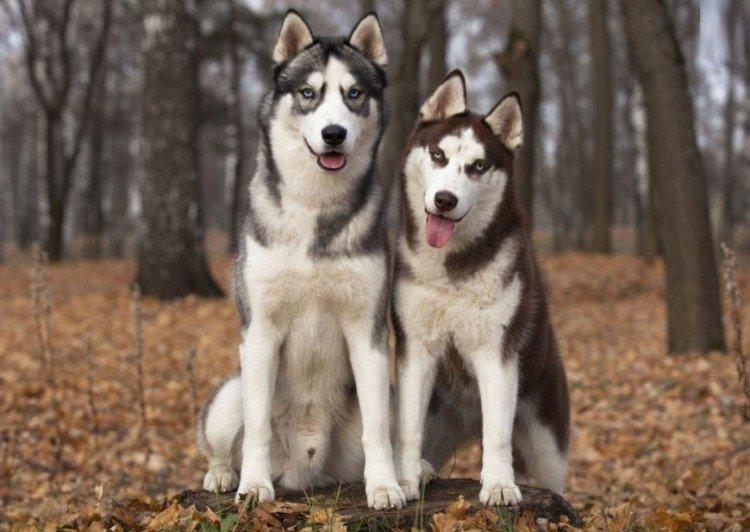 photo de husky sibérien