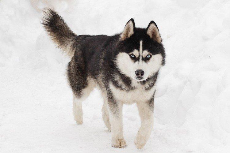 photo de husky sibérien