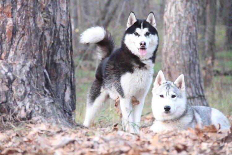 photo de husky sibérien