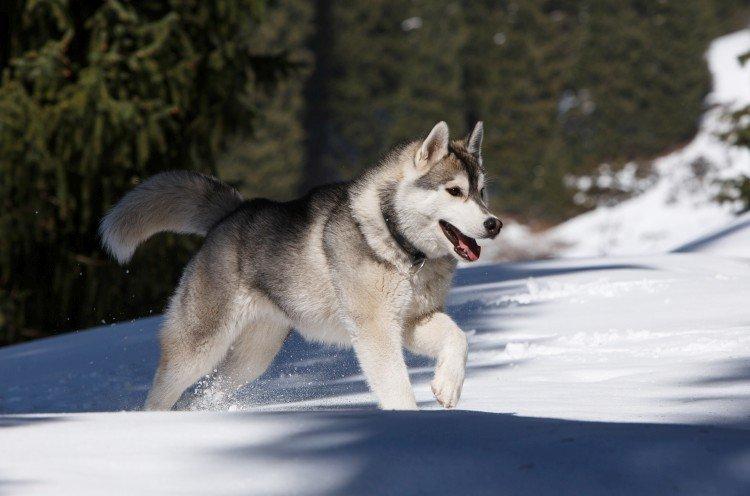 photo de husky sibérien