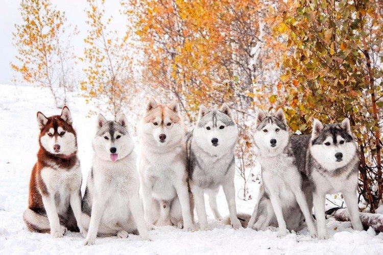 photo de husky sibérien