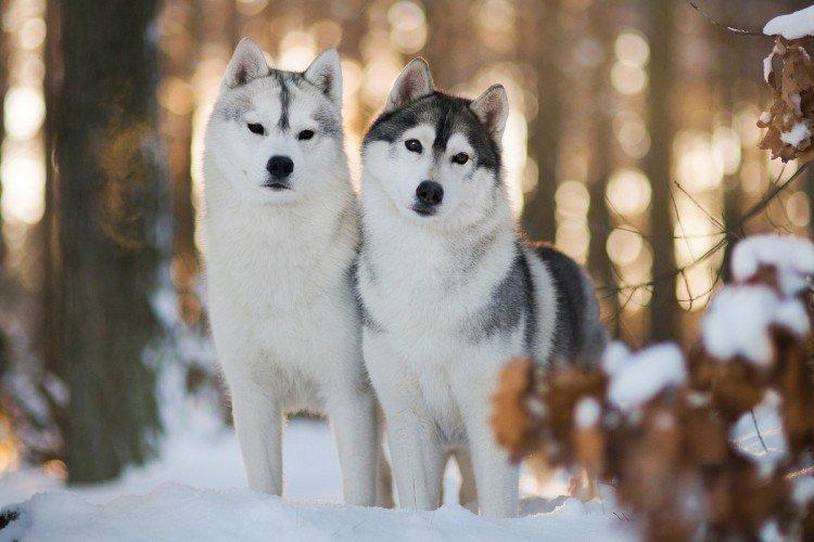 photo de husky sibérien