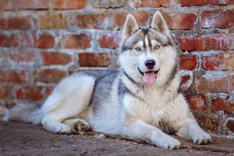 photo de husky sibérien