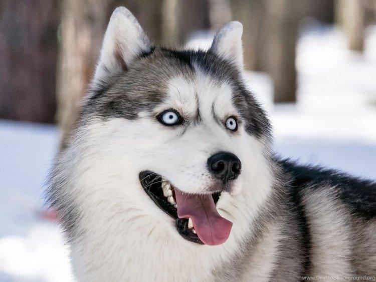 photo de husky sibérien
