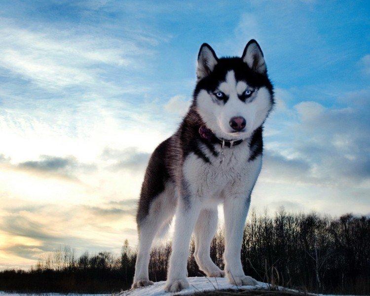 photo de husky sibérien