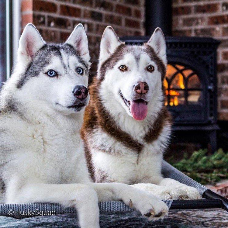 photo de husky sibérien