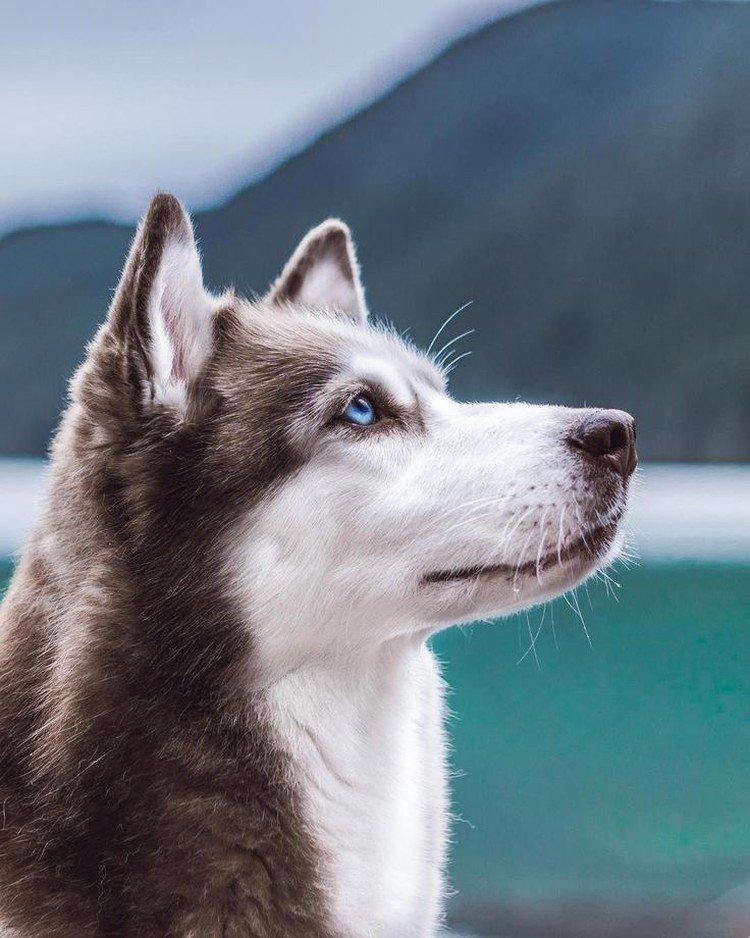 photo de husky sibérien