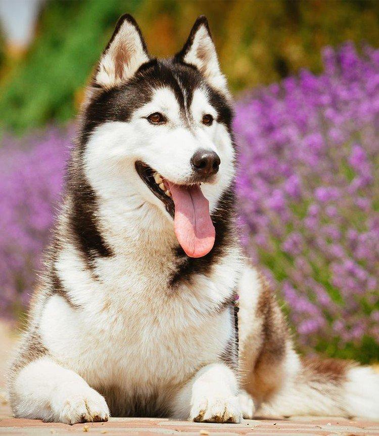 photo de husky sibérien