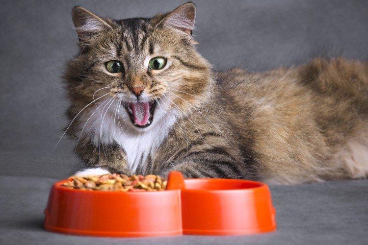 Une bonne nutrition - Combien de temps vivent les chats ?