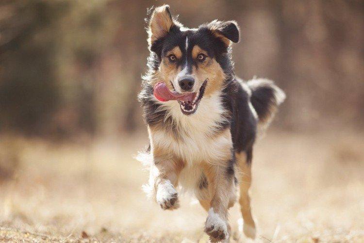 Marche et mode de vie actif - Combien de temps vivent les chiens ?