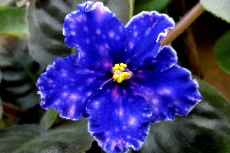 Variété de violettes Etoiles de Crimée