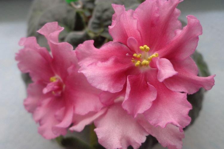 Amande Variété Violette