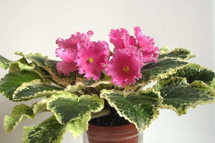 Variété de violettes Bol