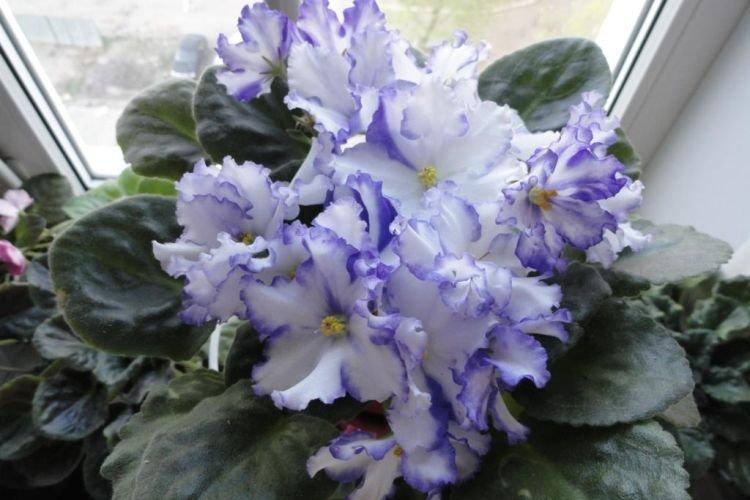 Variété de violettes Gel arctique