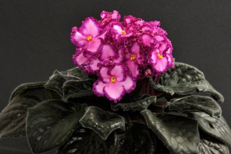 Le trésor des pirates de Violet Lyon