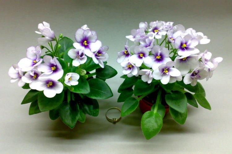 Penny Ante de Violet Rob