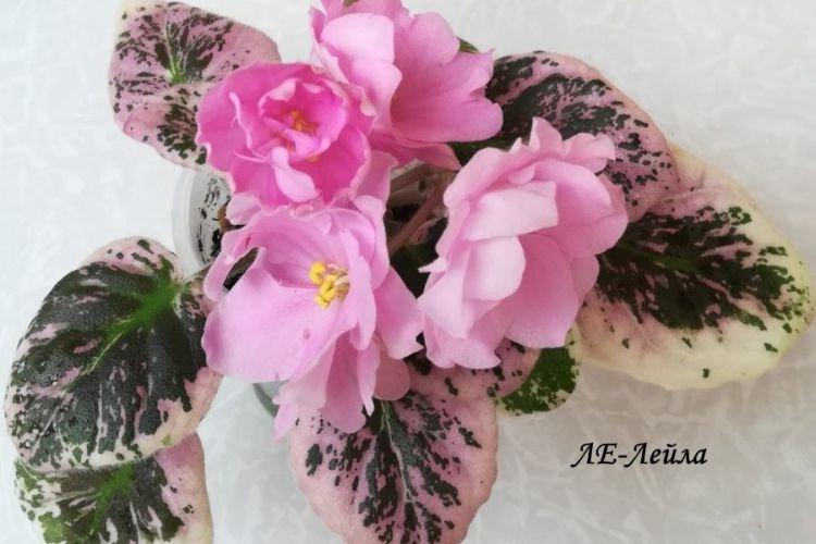 Variété de violettes Le-Layla