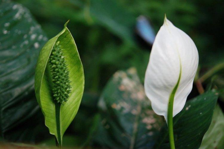 Température - Soins Spathiphyllum