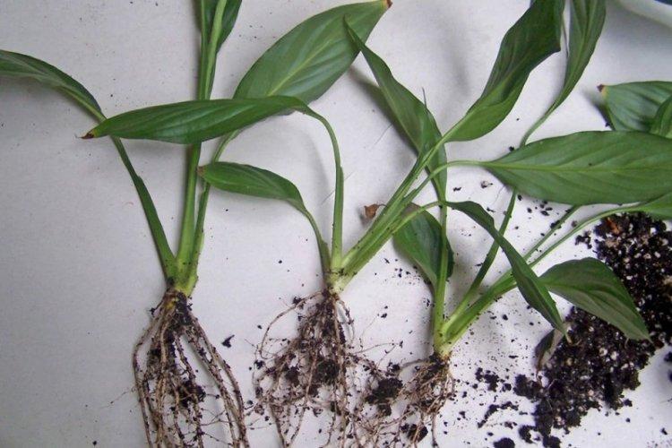 Transplantation et reproduction - Spathiphyllum Care