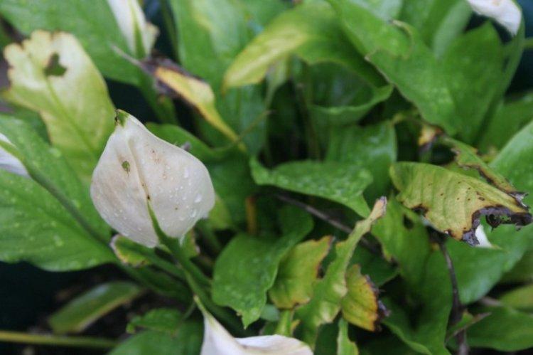 Lutte contre les parasites et les maladies - Spathiphyllum