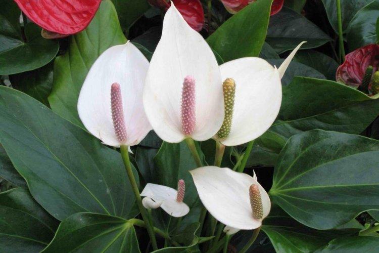 Spathiphyllum - photo
