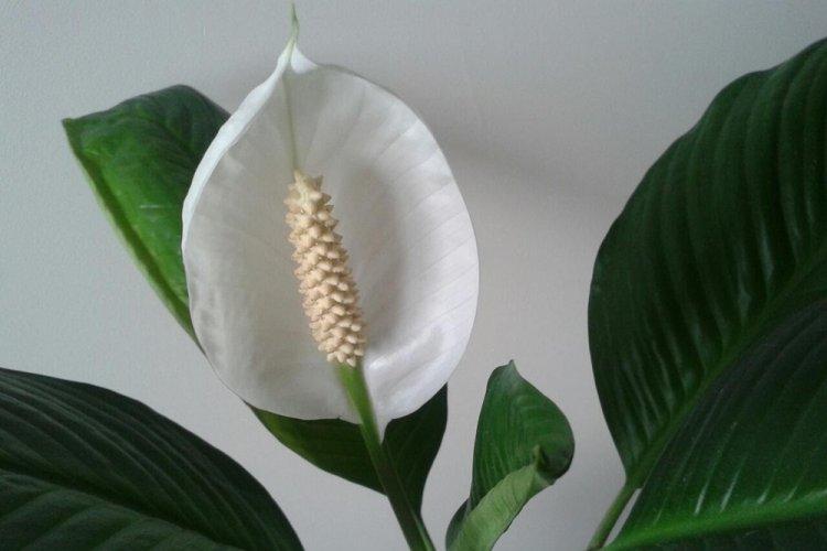 Spathiphyllum - photo