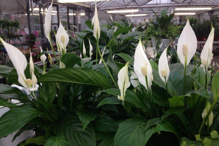 Spathiphyllum - photo