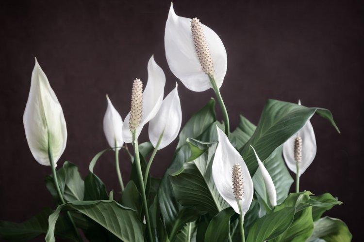 Spathiphyllum - photo