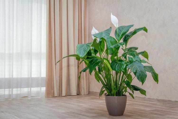 Spathiphyllum - photo