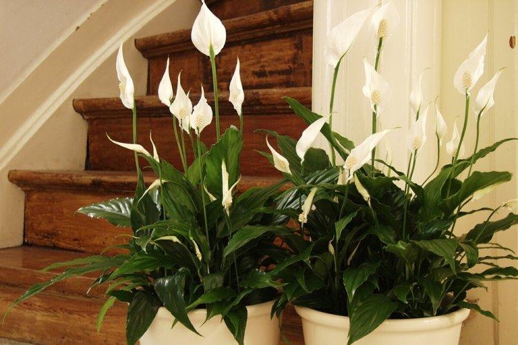 Spathiphyllum - photo