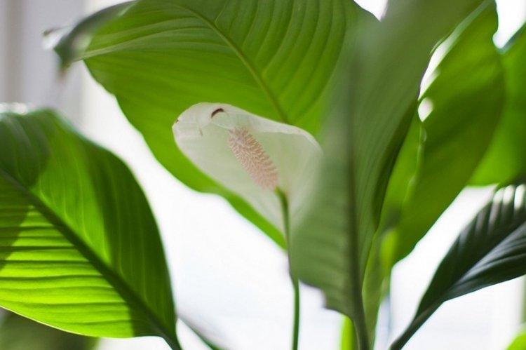 Spathiphyllum - photo