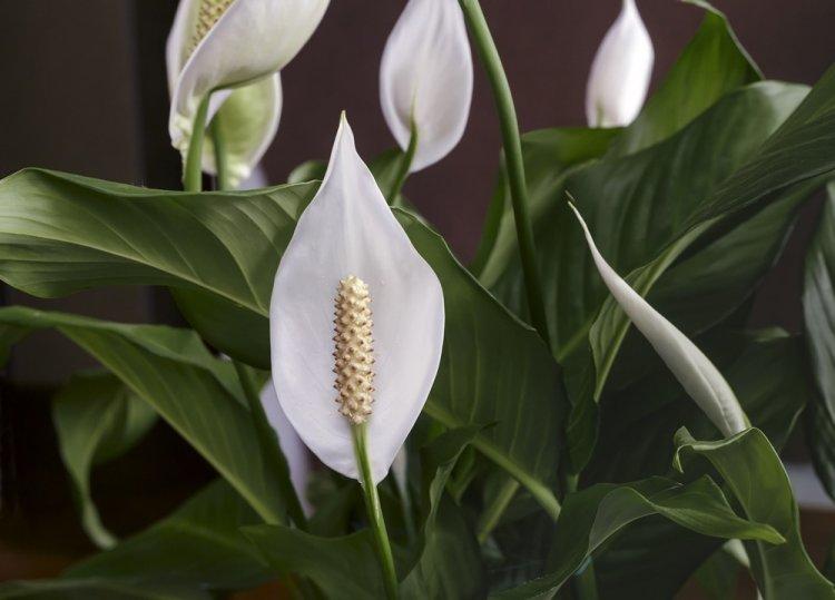 Spathiphyllum - photo