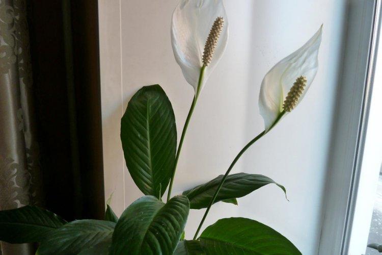 Spathiphyllum - photo