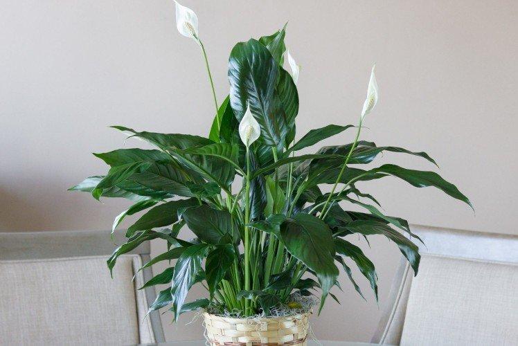 Engrais et alimentation - Spathiphyllum home care
