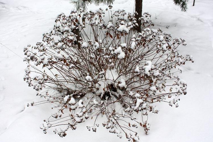 Hivernage - Soin Spirée