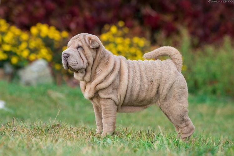 Shar Pei - Races de chiens de taille moyenne