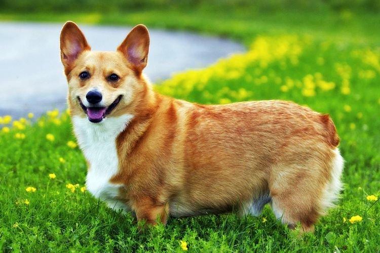 Corgi - Races de chiens de taille moyenne