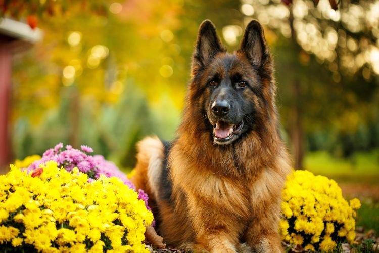 Berger Allemand - Races de Chiens Moyens