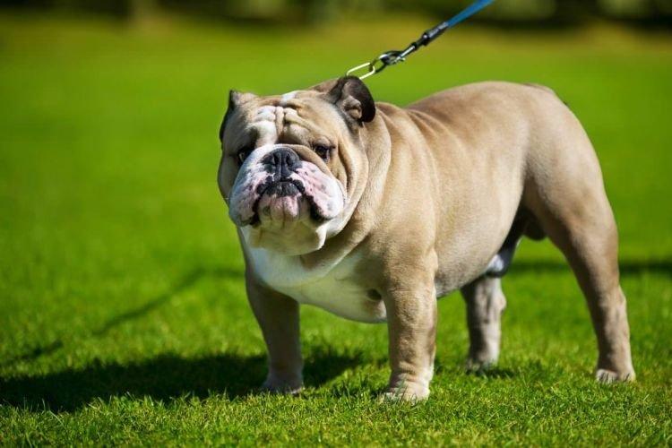 Bulldog anglais - Races de chiens de taille moyenne