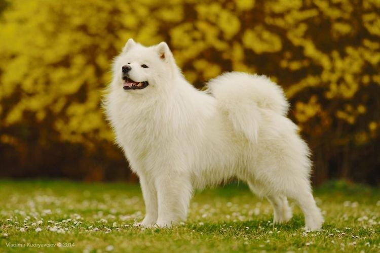 Samoyède - Races de chiens de taille moyenne