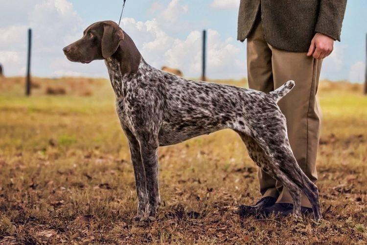 Pointeur - Races de chiens de taille moyenne