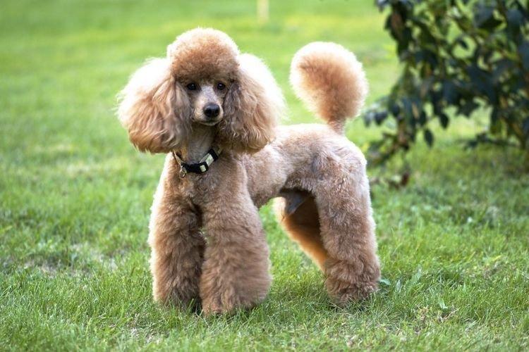 Caniche - Races de chiens de taille moyenne