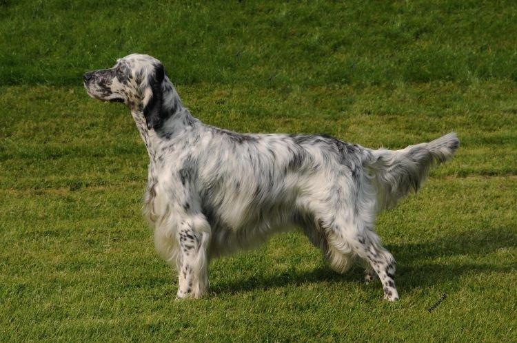 Setter anglais - Races de chiens de taille moyenne