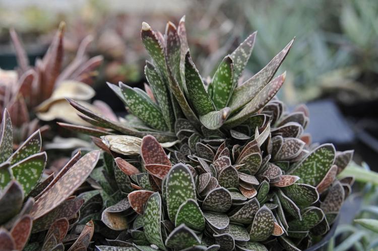 Gasteria - Types de succulentes