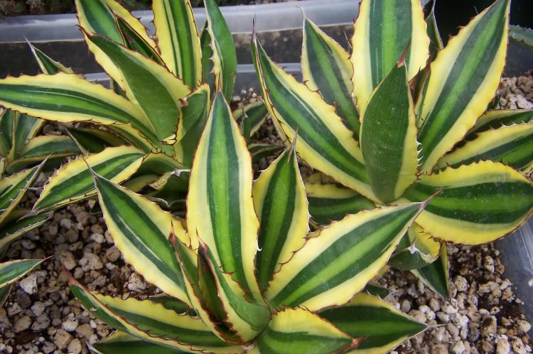 Agave - Types de succulentes