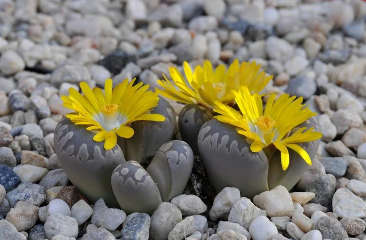 Lithops - Types de succulentes