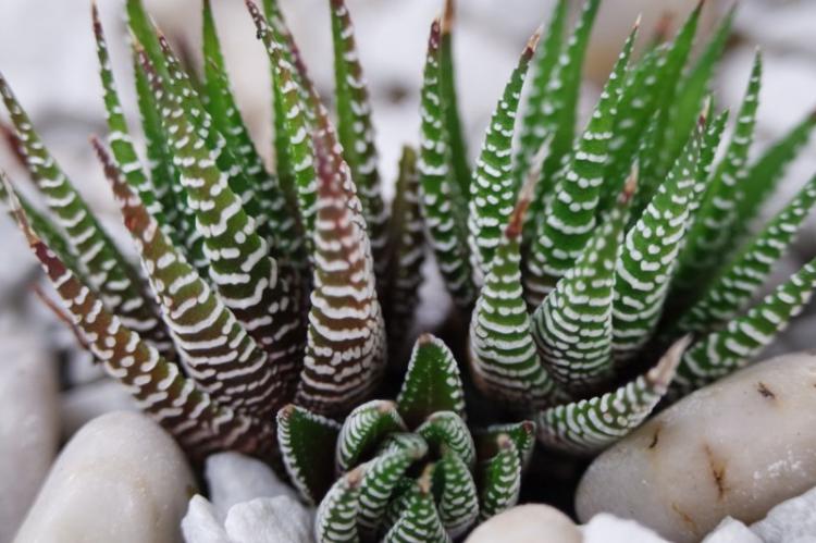 Haworthia - Types de succulentes