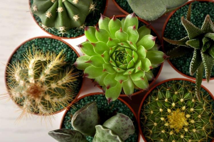 Cactus - Types de succulentes