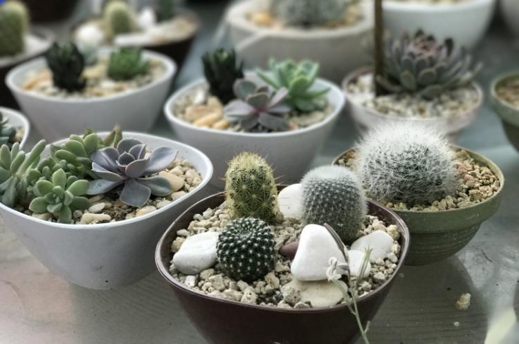 Cactus - Types de succulentes