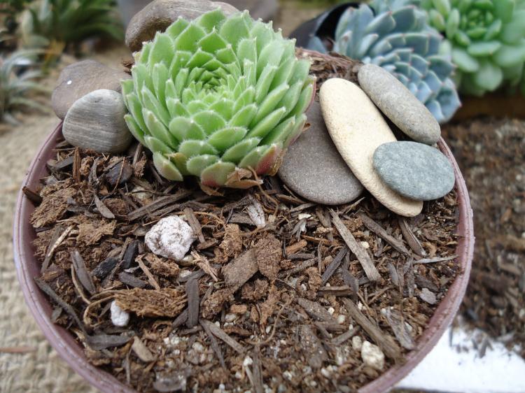 Lumière - Soins Succulents